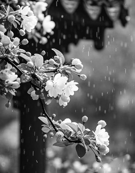 配资中心 蜀鸿：和小白鹭的一段缘_大皖新闻 | 安徽网